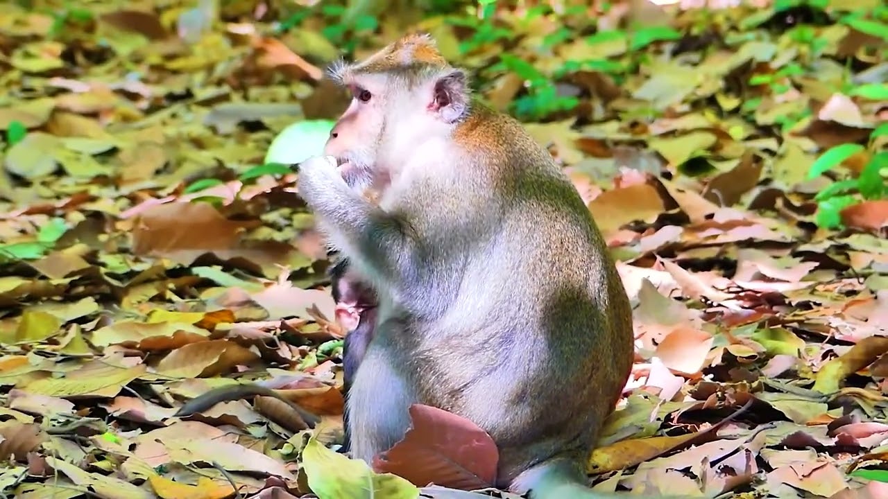 26 Monkey Anna Correct Behavior Her Tiny Baby Monkey