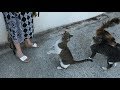 Hungry Cats Meowing Loudly For Food