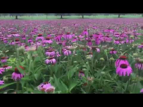 Echinacea Ernte