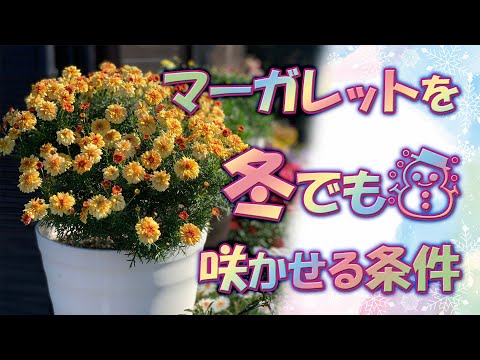 冬の花クラッスラを育てる