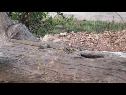 Djuma: Water Monitor Lizard close to his home in the log - 17:57 - 11/15/18