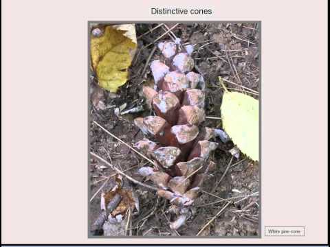 Little Mountain Forest Zones, Part 1