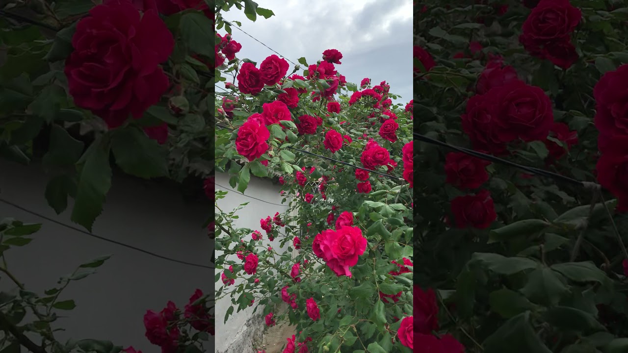 Плетистая роза Пол Скарлет