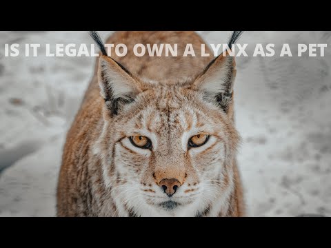 Is it legal to own a lynx as a pet?