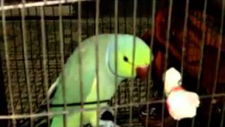 Amazing Pakistani Ringneck talking parrot