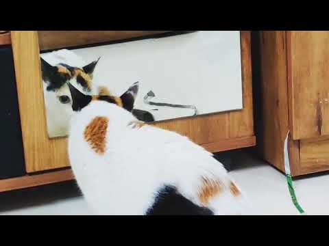 A street cat sees herself in the mirror for the first time