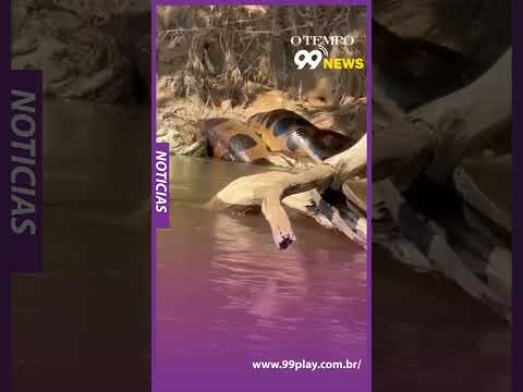 🐍🐊 Sucuri vence jacaré em cena impressionante registrada no Rio Ivinhema (MS)