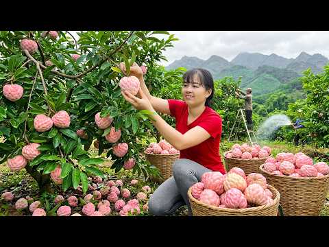 Harvesting Custard Apples for Market | Raising Pigs, Chickens and Ducks on the Farm