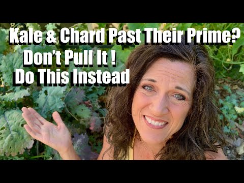 What to Do When Kale & Chard are Past Their Prime to Get More Harvest? Don’t Pull It - Prune It! 🌱