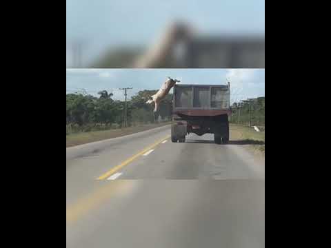, title : 'Cerdo se tira de un camión para no ir al matadero • #Shorts'