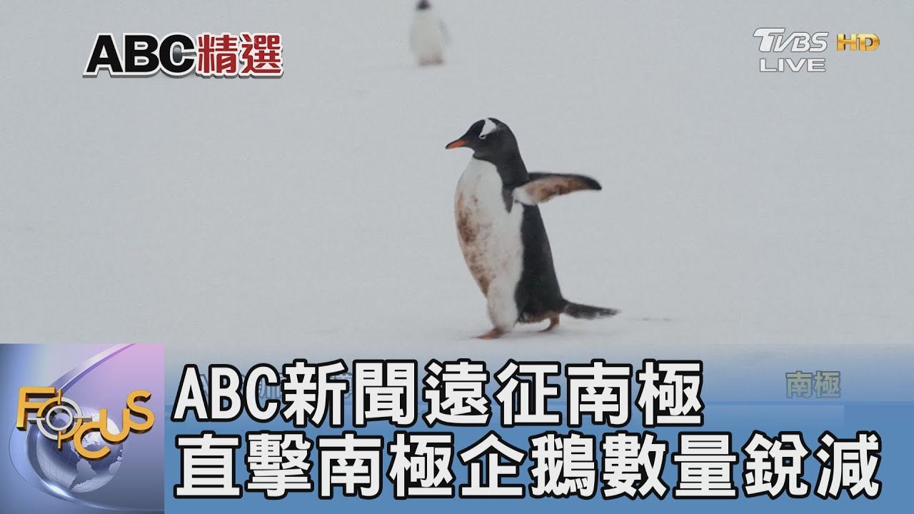 ABC新聞遠征南極 直擊南極企鵝數量銳減
