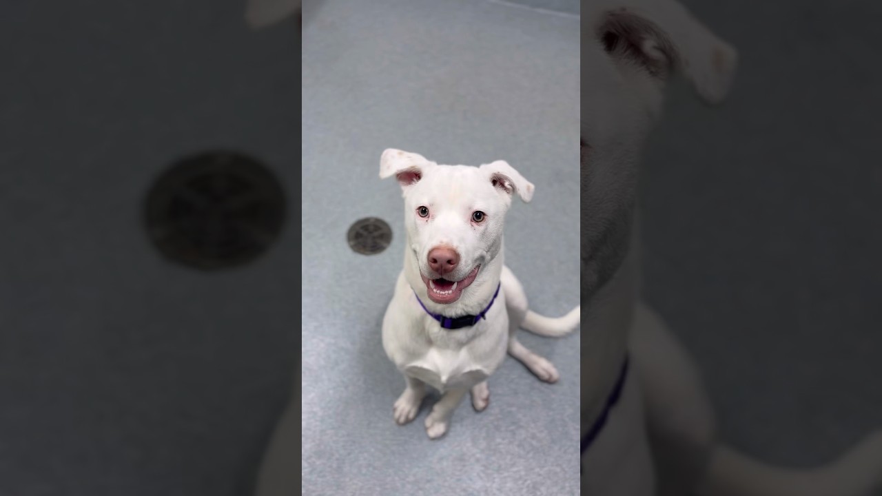 Chester, an adoptable mixed breed in Briarcliff Manor, NY video 3/3