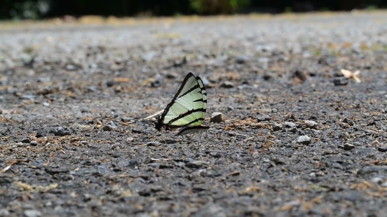 Pathysa agetes Four-bar Swordtail butterfly puddling on wet sand near stream in tropical rainforest showing striped wings and long tails