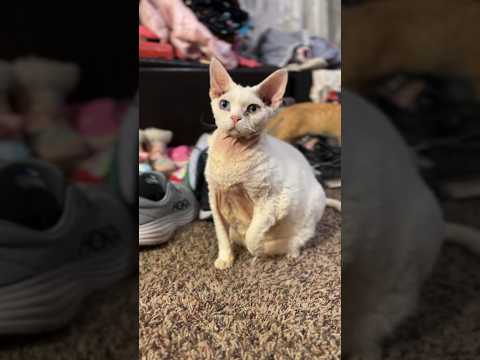 Old wrinkle man still plays! #devonrex