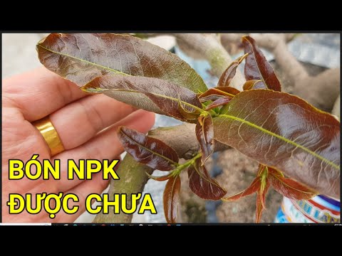 🔴 QBS23402 -  KHI NÀO ĐI ĐƯỢC NPK CHO CÂY MAI VÀNG | CÁCH ĐI PHÂN THUỐC CHO CÂY MAI VÀNG ĐẦU NĂM