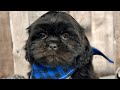 Shih Tzu dogs for sale: Huey - Video 1