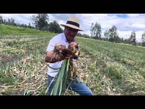 FINCA EL PLAYON SÁBANA DE BOGOTÁ