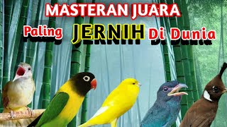 Download lagu MASTERAN MURAI BATU ROLL TEMBAKAN PANJANG DAN MEWAH UNTUK BURUNG FIGHTER SUARA JERNIH mp3 Download lagu MASTERAN MURAI BATU ROLL TEMBAKAN PANJANG DAN MEWAH UNTUK BURUNG FIGHTER SUARA JERNIH mp3