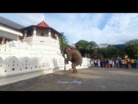 🐘 indi raja                                            📷