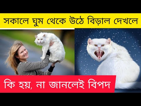 সকালে ঘুম থেকে উঠে বিড়াল দেখলে কি হয় না জানলেই বিপদ। ভোরের আলোয় মুক্তির পথ 👣