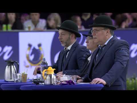 HK 2026 – Event 7 – Studbook Stallions approved from breeding season 2024 – German