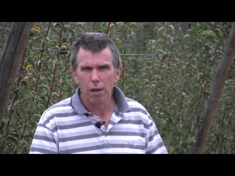 Rootstock Experiment in Pear Field Lab with Dr Ian Goodwin