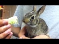 Bunny eating lettuce 
