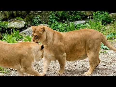 Amazing Lions Collection In 4K Video/4k Footage