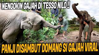 Download lagu THE STORY OF DOMANG THE VIRAL ELEPHANT AND TESSO NILO NATIONAL PARK mp3