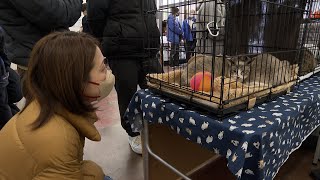 1月26日【びわ湖放送ニュース】滋賀県内最大級の「保護猫譲渡会」開催