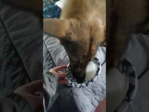 Liesel Loves Her Ice Cream! #happypuppy #germanshepherd #puppylife #sillypuppy