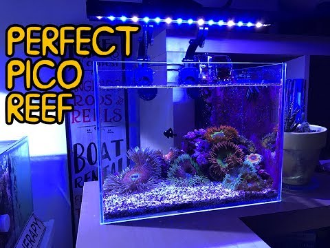 How SMALL Can You Do A Pico REEF? Flower Anemones in 3 gallons