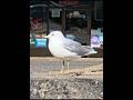 Ring Billed Gull In Parking Lot Seagulls