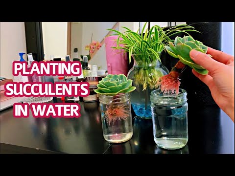 水培種植多肉植物