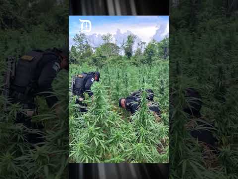 Decomisan arsenal y erradican 16 mil matas de marihuana en operativo en Petén