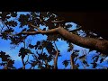 Paramount Pictures Great Oaks 1997