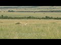 Cheetah Acinonyx Jubatus Running Towards Grants Gazelle Masai Mara
