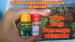 Download lagu PAKAN TERBAIK BURAYAK MENGGUNAKAN POLAR RED DAN SUPREME PLUS mp3 Download lagu PAKAN TERBAIK BURAYAK MENGGUNAKAN POLAR RED DAN SUPREME PLUS mp3