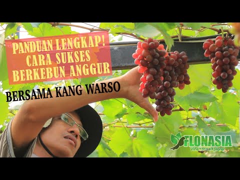 , title : '[Panduan Lengkap Banget] Cara Sukses Berkebun Anggur Bersama Kang Warso'