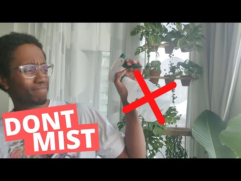 YouTube video about: How often should I use a humidifier for my plants?