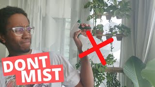 Why I stopped misting plants | How to actually increase humidity