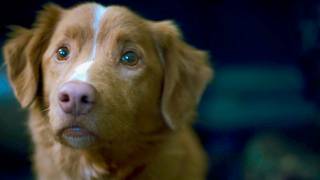 【お利口すぎる♡】監督も絶賛する天才ワンちゃん／映画『GOOD BOY／グッド・ボーイ』メイキング映像