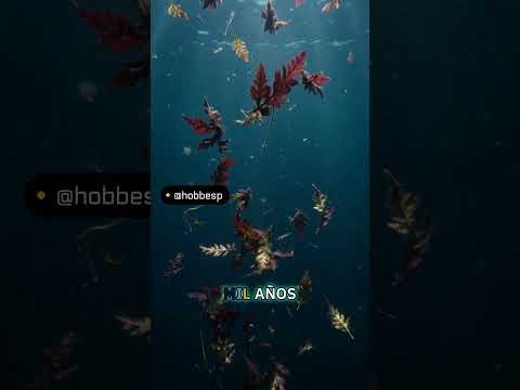 Helechos de 400 millones de años: Azolla, resurrección y arbóreo