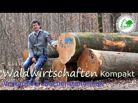 Waldwirtschaften Kompakt - Verkauf von Buchenstammholz