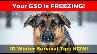 German Shepherd Winter Care Guide | Keep Your Dog Warm, Heal