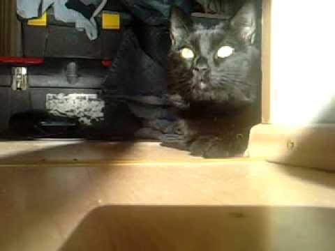 Rihanna - Diamonds Cat