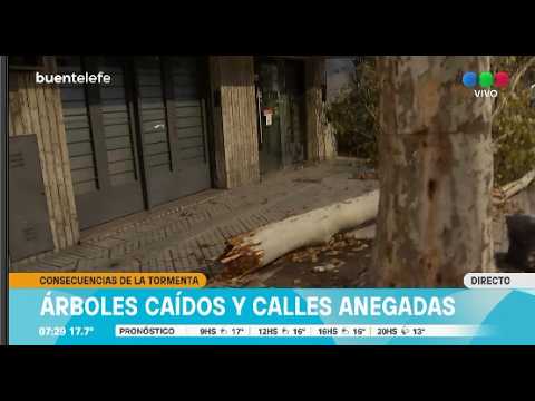 Cayó una rama de gran tamaño en Pte Perón al 4000 ► TELEFE ROSARIO