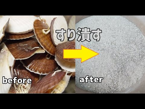 SOS Louvette: サラダを食べる白い虫を駆除するにはどうすればよいですか?  庭園