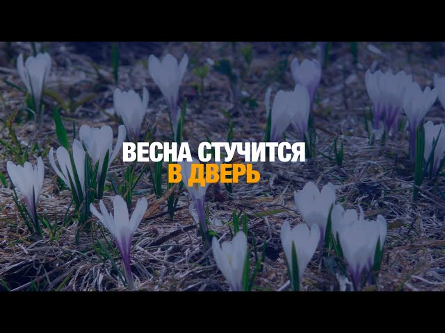 Подснежники на юге