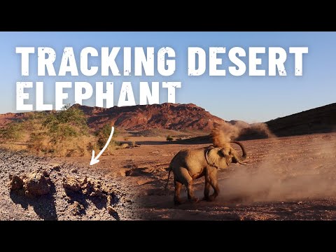 Finding Namibia's DESERT ELEPHANTS! [S5 - Eps. 56]